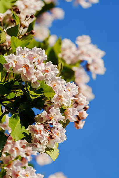 istock Catalpa tree with flower blossom in sunlight under blue sky 2228142021