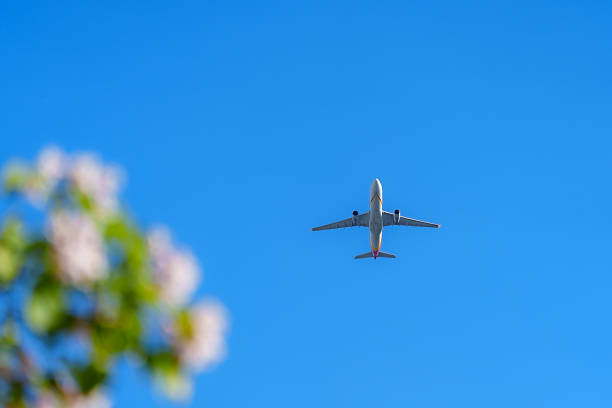 istock Airplane fly over catalpa tree with flower blossom in sunlight under blue sky 2228142065