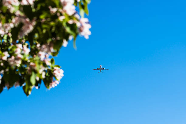 A airplane is flying over catalpa tree with flower blossom in sunlight under blue sky.