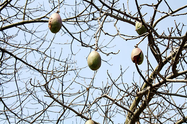 Floss silk tree (Ceiba speciosa), (formerly Chorisia speciosa) belongs to the family Malvaceae. Flowers are creamy-whitish in the center and pink toward the tips of their five petals. Fruits are lignous ovoid capsules, which contain bean-sized black seeds surrounded by a mass of fibrous, fluffy matter reminiscent of cotton or silk. Its trunk is bottle-shaped, generally bulging in its lower third and is studded with thick, sharp conical prickles. In younger trees, the trunk is green due to its high chlorophyll content, which makes it capable of performing photosynthesis when leaves are absent.
