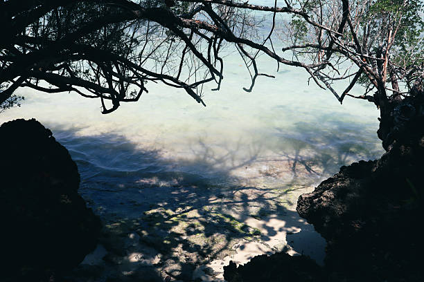 Baie-de-Jacotet, Rivière Des Galets, Savanne (Savannah) district, Mauritius: Ilot Sancho seen between the casuarina and the sea almond trees, a rock outcrop covered in dense vegetation, separated from the mainland by a tidal channel, becomes a peninsula in the low tide - location of legendary pirates' treasures.