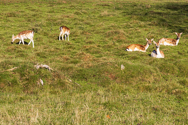 close up of two cute fawns relaxing with their family on a lush green meadow. herd of deer in their natural habitat. cute background with wildlife and a group of deer