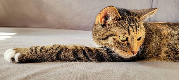 istock A Charming Tabby Cat Wisely Relaxing on a Soft and Cozy Surface, Seemingly at Peace 2228147157