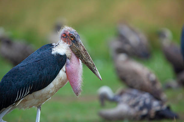 istock Marabou Stork (Leptoptilos crumenifer), Maasai Mara National Reserve, Kenya. 2228147347