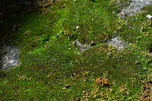 Green moss on wall. Green moss background. Wallpaper. Individual concept. texture background.