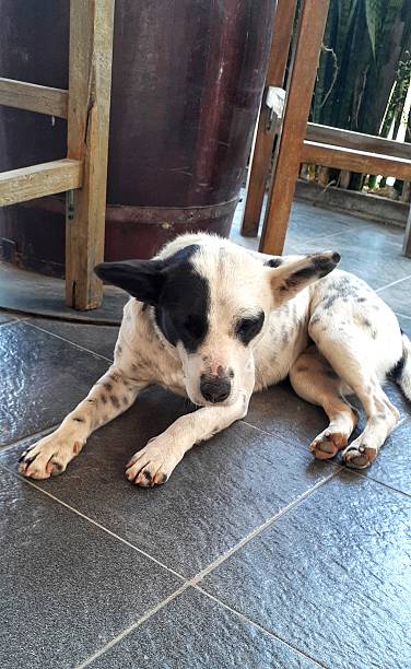 istock Black and White Spotted Dog Lying on a Tiled Floor 2228148678