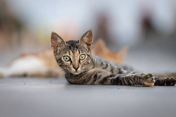 Tabby kitten is looking at camera while lying on the street.
