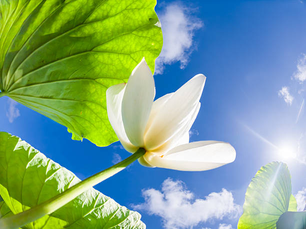 Looking up at the lotus flower,