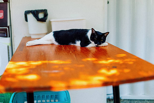 A black and white cat rests comfortably on a wooden table, bathed in dappled sunlight on an outdoor patio. A serene moment that captures feline relaxation and cozy summer vibes.