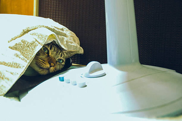 A tabby cat peeks out from under a patterned blanket, lying comfortably beside a white fan. This homey, intimate moment captures themes of comfort, domestic life, and the amusing behaviors of indoor cats.