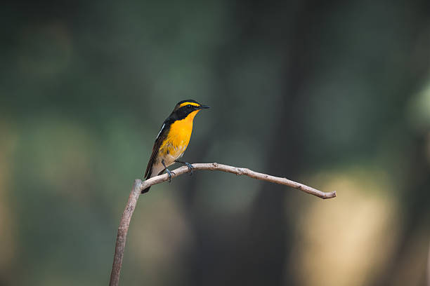 istock Bird (Narcissus Flycatcher) on tree in nature wild 2228151770