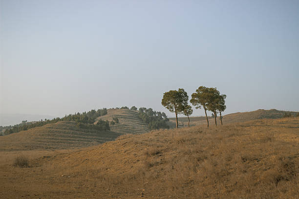 Scenic view of a hillside covered with trees in shades of green, yellow, and orange under a light cloudy sky. The mix of autumn colors and soft natural light creates a calm and picturesque atmosphere, capturing the beauty of the changing season.