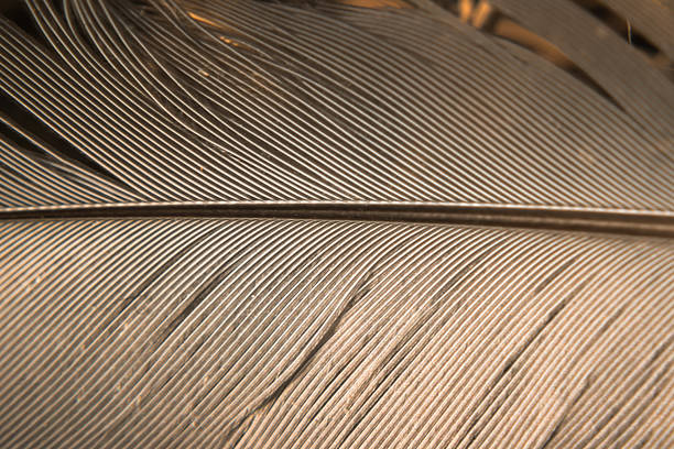 A macro photograph of a feather reveals its intricate structure—parallel barbs radiate from the central rachis with mechanical precision. The warm, diffused light emphasizes the golden-brown tones and highlights the subtle texture and delicate resilience of avian design.
