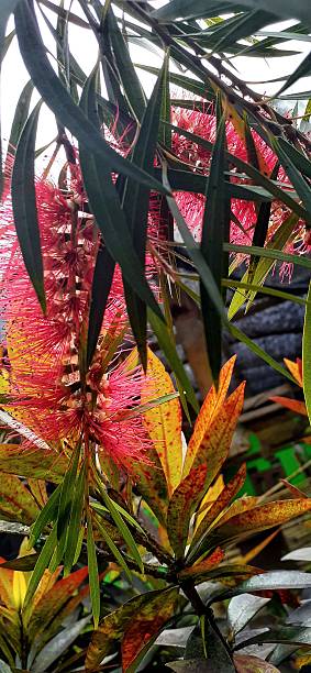 istock Red Bottlebrush Flower (Callistemon) with Green Foliage 2228152844