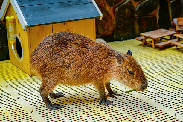 istock Capybara walks in the sun at the zoo 2228153109