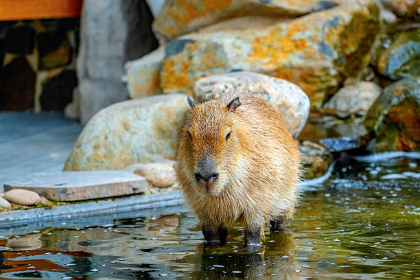 A large capybara sits calmly on a paved surface beside a metal fence. The capybara is a medium brown color, and its fur appears soft and thick. The fence is a light brown color and runs horizontally across the image.  The background includes foliage. The scene appears to be in a natural environment, possibly a zoo or park.  The overall image evokes a sense of tranquility and peacefulness.