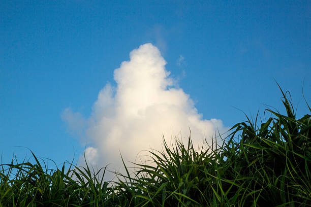 The charming and creative scenery of Amami Oshima in summer
