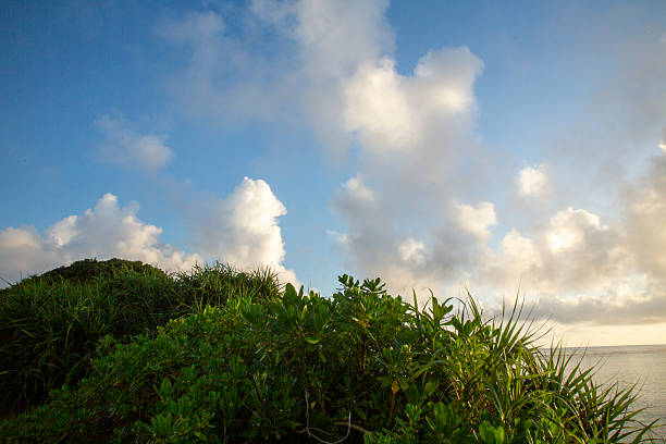 The charming and creative scenery of Amami Oshima in summer