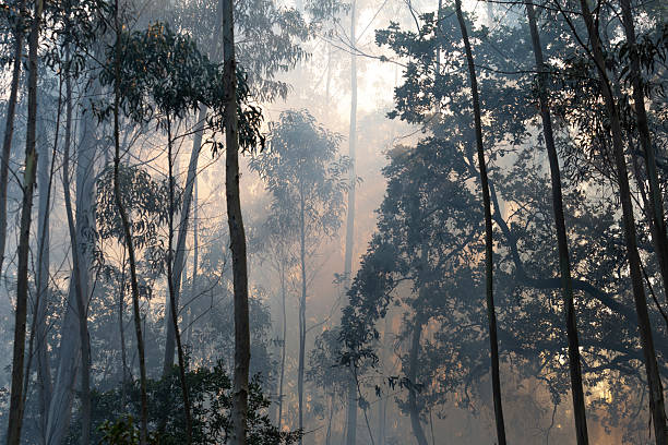 istock Eucalyptus and oak trees burn in a wildfire in a forest in Galicia, Spain. 2228158570