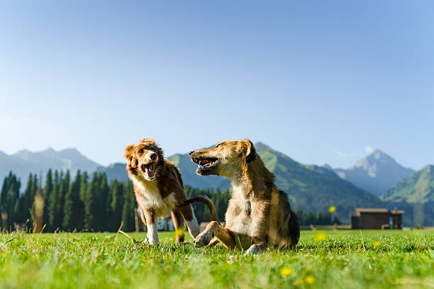 Dogs moving on the outdoor lawn