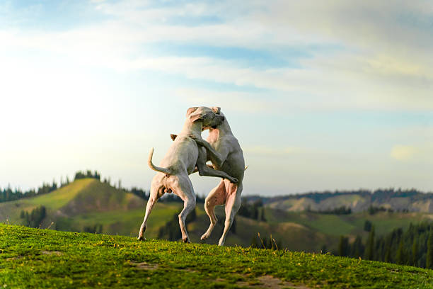 Dogs moving on the outdoor lawn