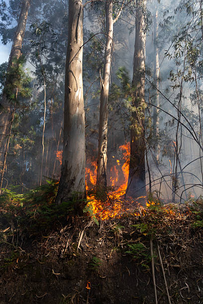 istock Eucalyptus and oak trees burn in a wildfire in a forest in Galicia, Spain. 2228159663