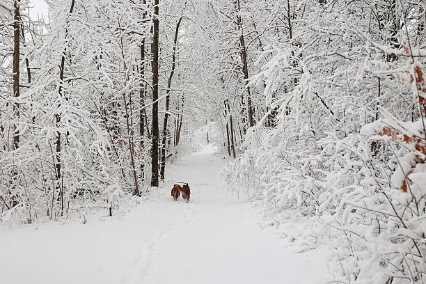 istock Dog is walking in the snow with its owner 2228160222