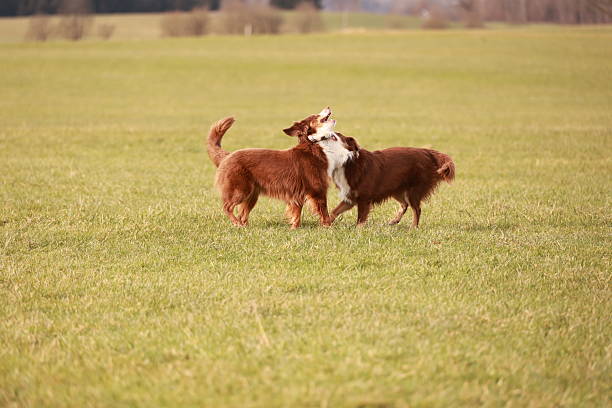 Two dogs are playing in a field. One is brown and the other is white. They are both wagging their tails and seem to be enjoying themselves