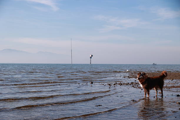 A dog is standing on the beach, looking out at the ocean. The sky is clear and the water is calm