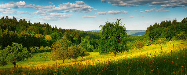 Sunlight beaming down on an uncultivated meadow in natural parkland near Teversal, Nottinghamshire, England.
