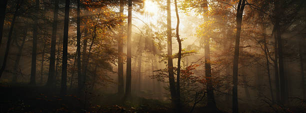 istock Autumn sunlight magic with tree silhouettes in woodland 2228162492