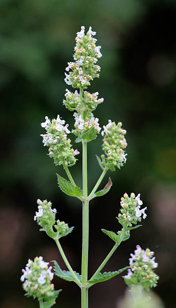 istock Flowering lemon balm (Melissa officinalis) flowers 2228164226