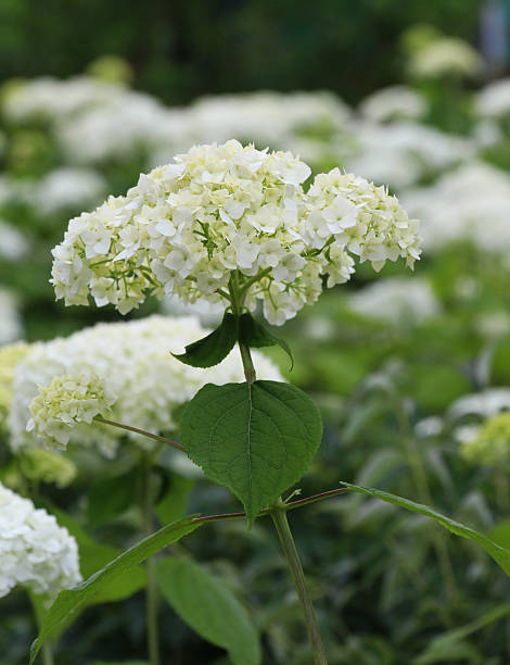 istock A hydrangea is blooming in the garden 2228164353
