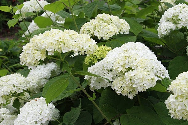 istock A hydrangea is blooming in the garden 2228164354