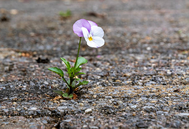 Pink flower growing through crack of the  pavement, close-up.