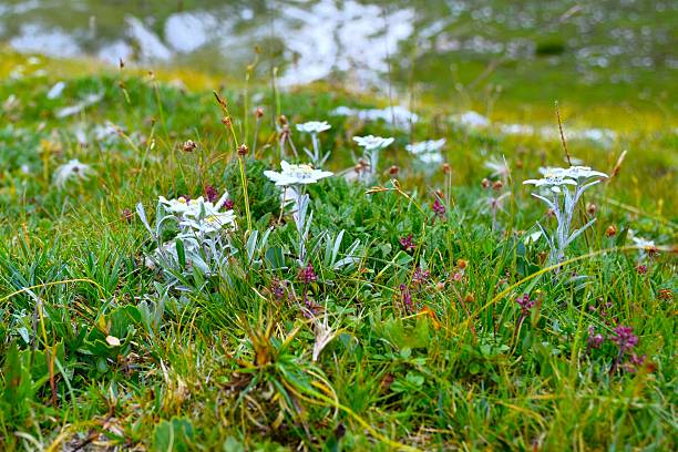Meadow with white edelweiss mountain flowers in selective focus