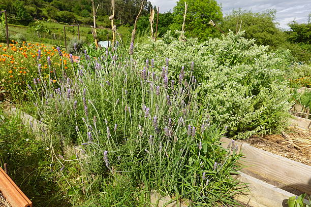 istock Lavender and sage growing in raised garden beds 2228165863