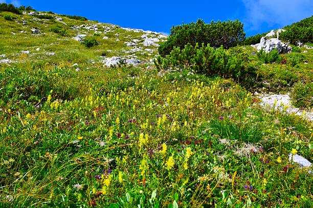Alpine meadow with aristate yellow rattle (Rhinanthus glacialis) flowers