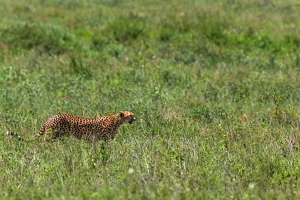 istock African Cheetah Stalking in the wild 2228168537