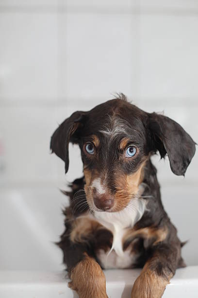 istock A small brown and white dog is sitting in a bathtub 2228169245