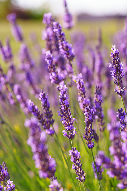 istock Lavender blossoms glowing in soft evening sunlight during peak summer bloom in a fragrant garden 2228171716