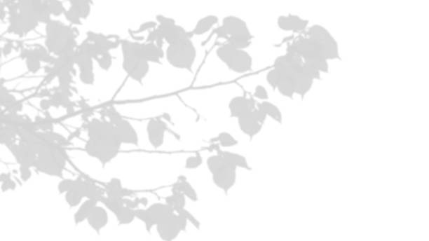 istock shadow of leaves branch isolated on white wall background 2228174129