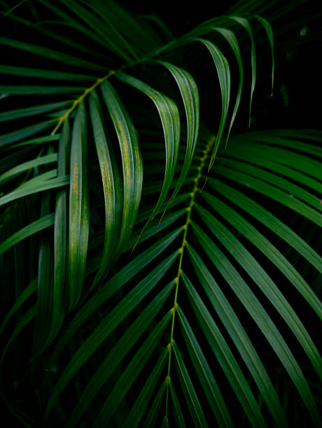 istock Tropical palm leaves green nature view decoration background texture. 2228174617