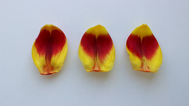 Red and yellow tulip petals in the row on a white surface