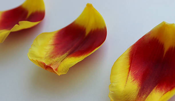 Row of red and yellow petals with selective focus stock image