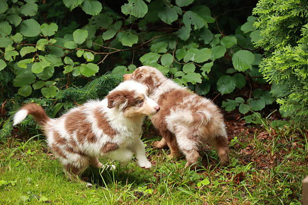 istock Two puppies are playing in a grassy area 2228176015