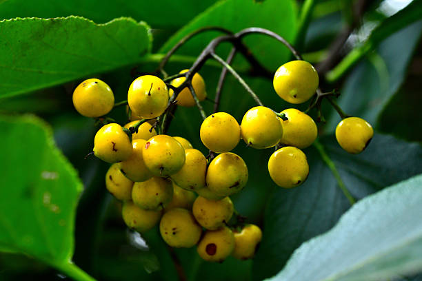 Ehretia dicksonii is a tree that is native to Asia and cultivated as an ornamental plant. It grows to 15 meters and has leaves, obovate, ovate or eliiptic in shape, that are 8-25 cm long and 4-15 cm wide. It has white or pale-yellow flowers that appear in terminal cymes, followed by yellow fruits. The species occur in open forests in Japan, China, Taiwan, Bhutan, Nepal and Vietnam.\n［From Wikipedia｝