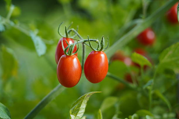 istock Cherry tomatoes on a branch. Red small tomatoes on a bush. Ripe mini tomatoes before harvesting. 2228178449