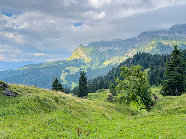 Lush green valley with scattered trees and dense forest under cloudy sky. Scenic mountain landscape with rolling hills and pine trees. Beautiful natural outdoor environment with fresh greenery.