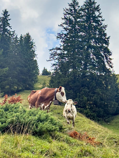 Two Cows Grazing on Green Mountain Slope